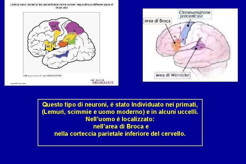 Questo tipo di neuroni, è stato Individuato nei primati, (Lemuri, scimmie e uomo moderno)