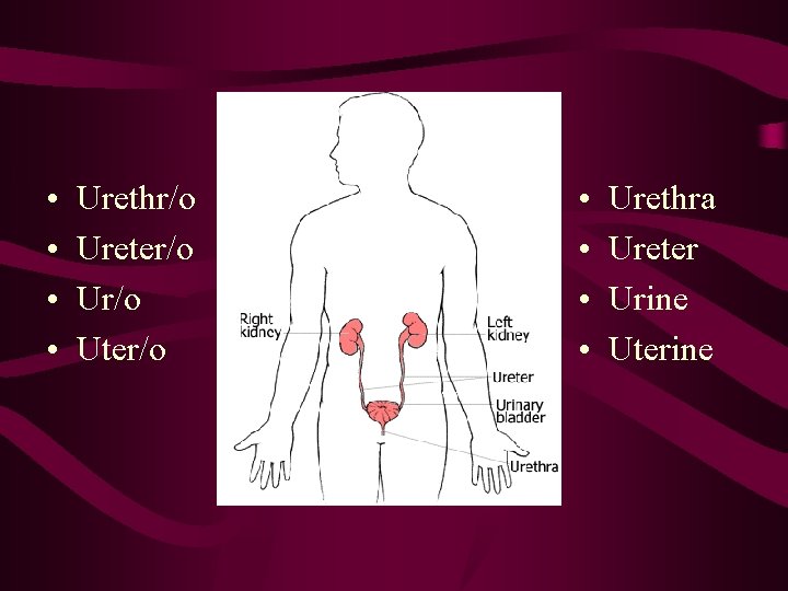  • • Urethr/o Ureter/o Uter/o • • Urethra Ureter Urine Uterine 