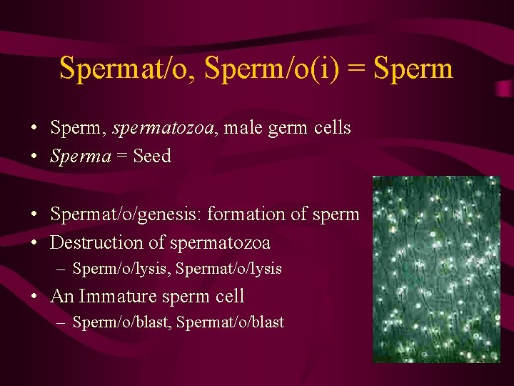 Spermat/o, Sperm/o(i) = Sperm • Sperm, spermatozoa, male germ cells • Sperma = Seed