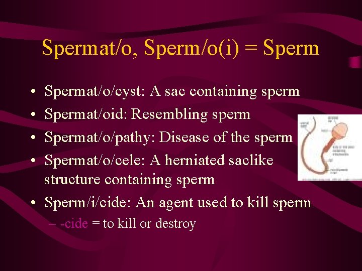 Spermat/o, Sperm/o(i) = Sperm • • Spermat/o/cyst: A sac containing sperm Spermat/oid: Resembling sperm