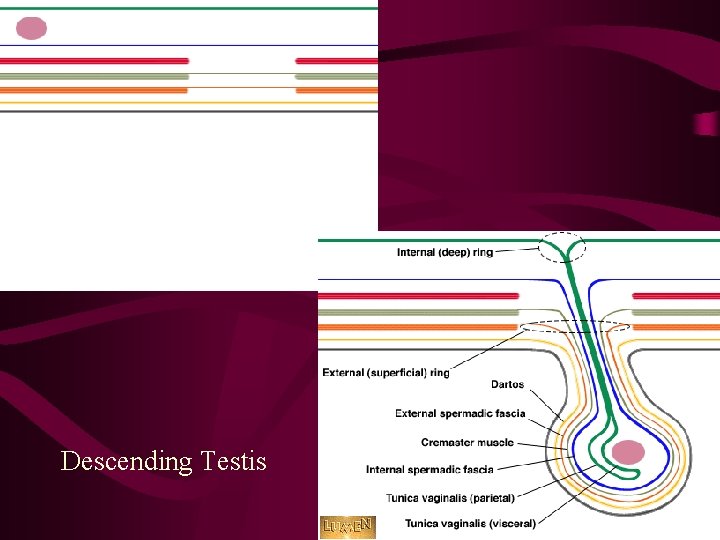 Descending Testis 