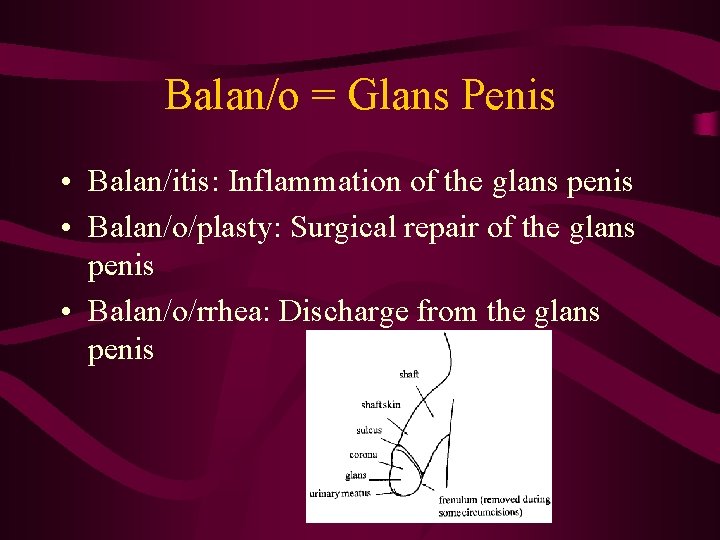 Balan/o = Glans Penis • Balan/itis: Inflammation of the glans penis • Balan/o/plasty: Surgical