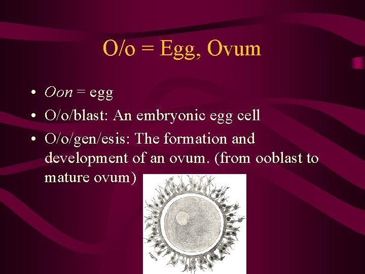 O/o = Egg, Ovum • Oon = egg • O/o/blast: An embryonic egg cell