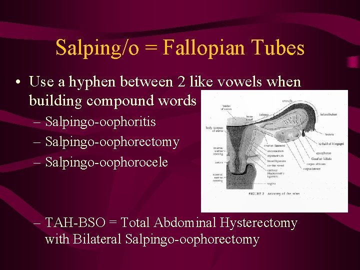 Salping/o = Fallopian Tubes • Use a hyphen between 2 like vowels when building