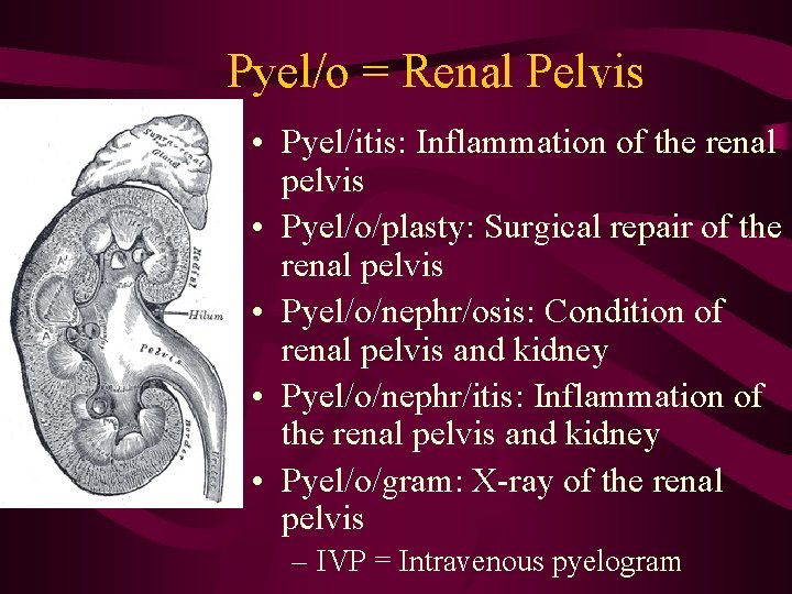 Pyel/o = Renal Pelvis • Pyel/itis: Inflammation of the renal pelvis • Pyel/o/plasty: Surgical