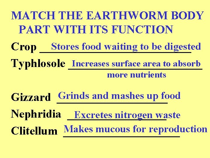 MATCH THE EARTHWORM BODY PART WITH ITS FUNCTION Stores food waiting to be digested