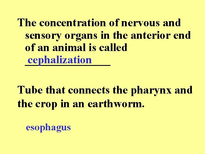 The concentration of nervous and sensory organs in the anterior end of an animal