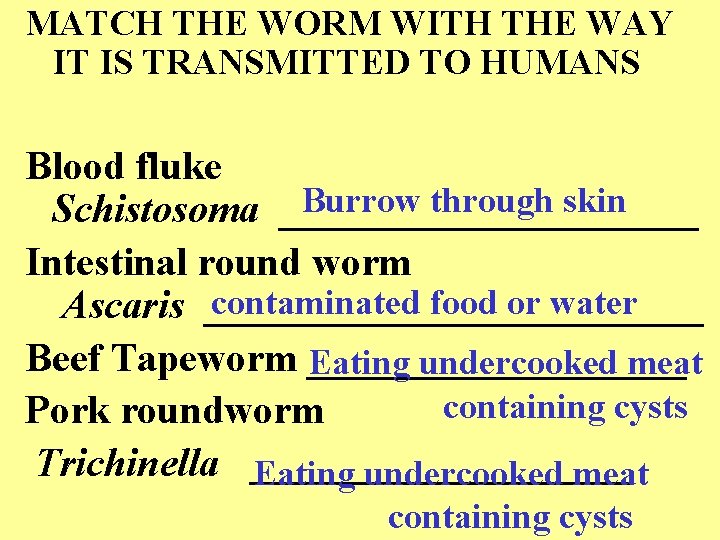 MATCH THE WORM WITH THE WAY IT IS TRANSMITTED TO HUMANS Blood fluke Burrow