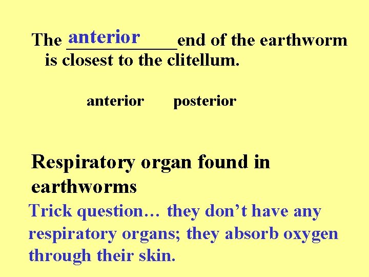 anterior The ______end of the earthworm is closest to the clitellum. anterior posterior Respiratory