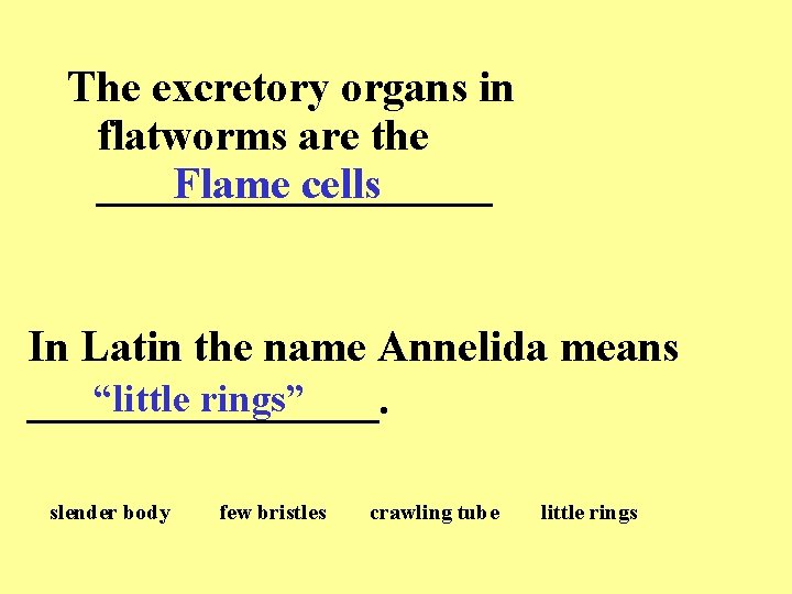 The excretory organs in flatworms are the _________ Flame cells In Latin the name