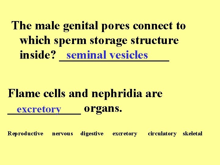 The male genital pores connect to which sperm storage structure inside? _________ seminal vesicles