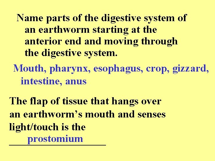 Name parts of the digestive system of an earthworm starting at the anterior end