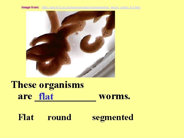 Image from: http: //sps. k 12. ar. us/massengale/unsegmented_worm_notes_b 1. htm These organisms are ______