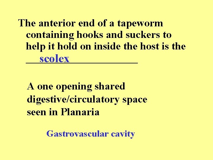 The anterior end of a tapeworm containing hooks and suckers to help it hold