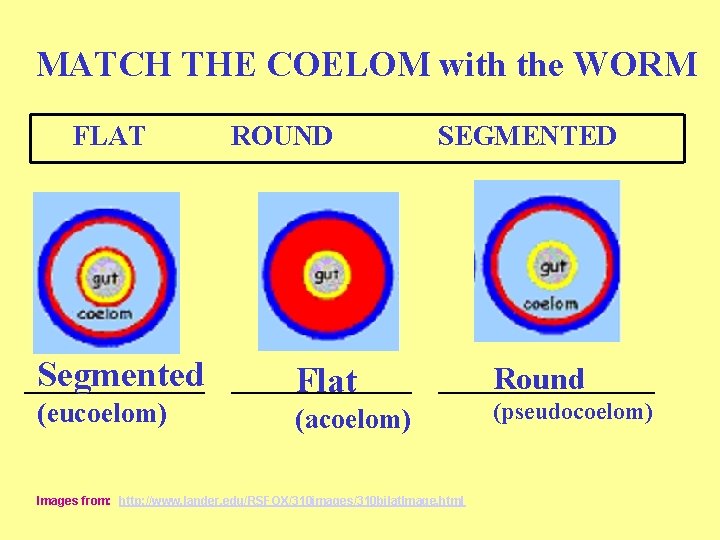 MATCH THE COELOM with the WORM FLAT ROUND SEGMENTED _____ Segmented ____________ Round Flat