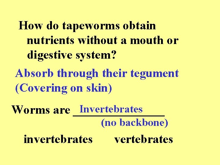 How do tapeworms obtain nutrients without a mouth or digestive system? Absorb through their