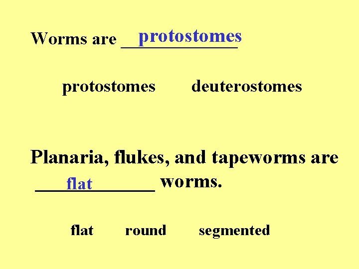 protostomes Worms are _______ protostomes deuterostomes Planaria, flukes, and tapeworms are ______ worms. flat