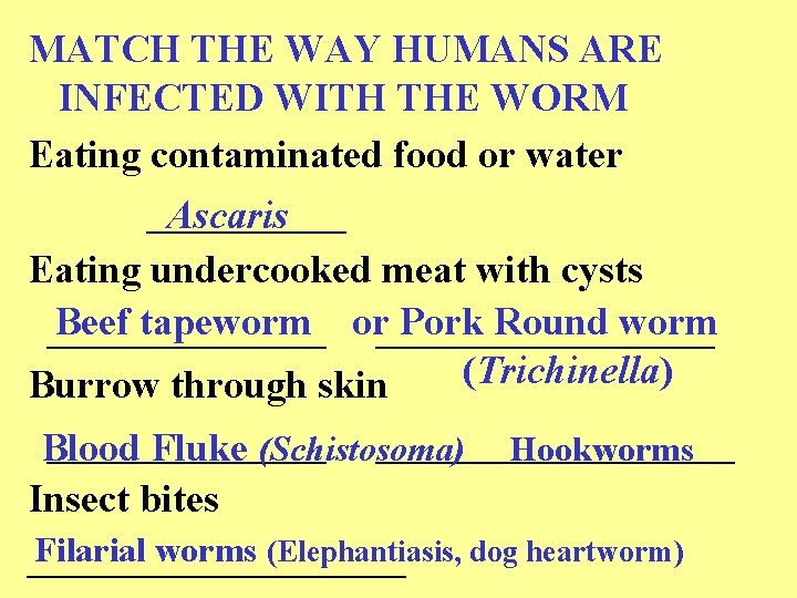MATCH THE WAY HUMANS ARE INFECTED WITH THE WORM Eating contaminated food or water