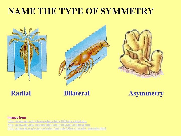 NAME THE TYPE OF SYMMETRY Radial Bilateral Images from: http: //www. uic. edu/classes/bios 100/labs/radial.