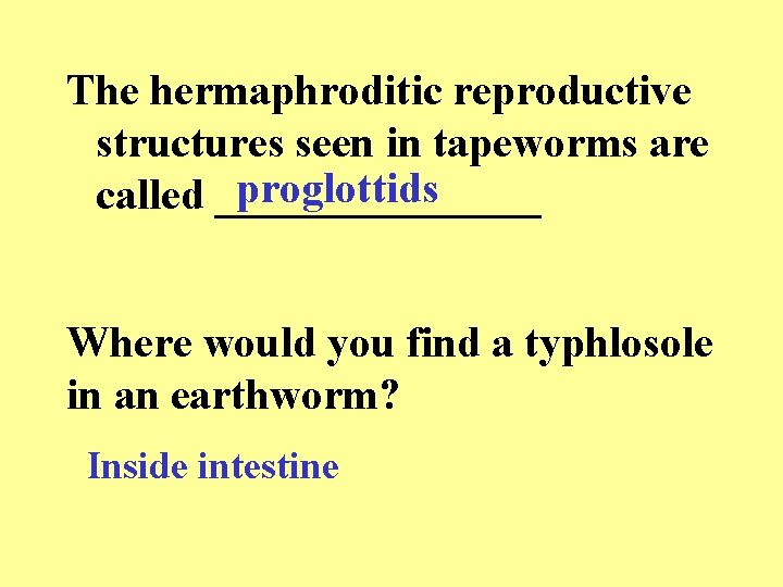 The hermaphroditic reproductive structures seen in tapeworms are proglottids called ________ Where would you