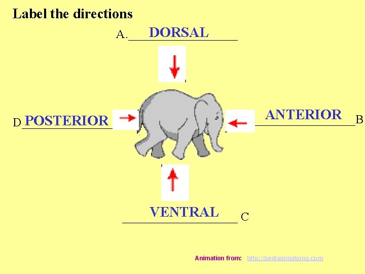 Label the directions DORSAL A. _________ POSTERIOR D________ ANTERIOR _________B VENTRAL __________ C Animation