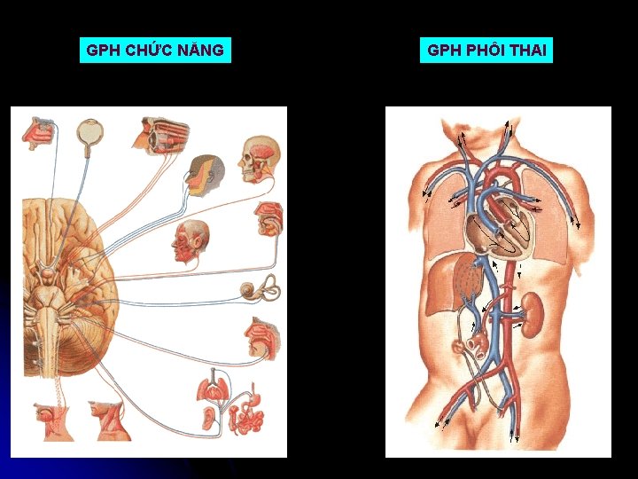 GPH CHỨC NĂNG GPH PHÔI THAI 