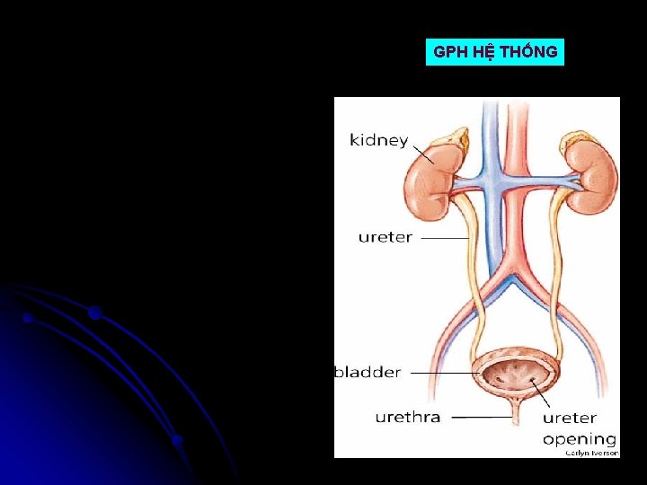 GPH HỆ THỐNG 