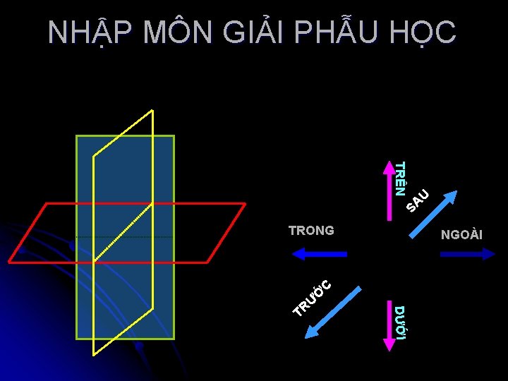 NHẬP MÔN GIẢI PHẪU HỌC SA U TRÊN TRONG NGOÀI C Ư DƯỚI TR