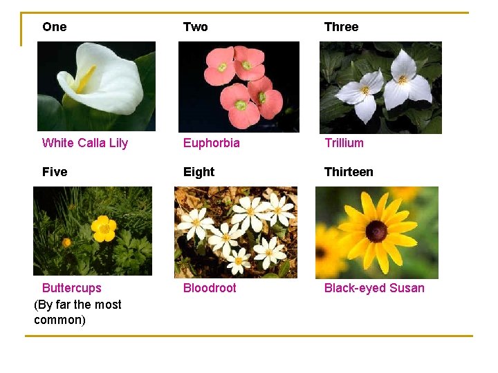 One Two Three White Calla Lily Euphorbia Trillium Five Eight Thirteen Bloodroot Black-eyed Susan