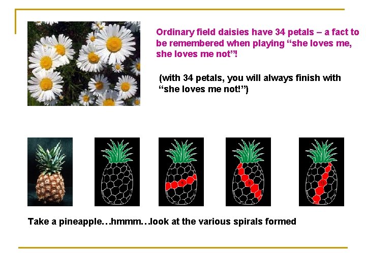 Ordinary field daisies have 34 petals – a fact to be remembered when playing