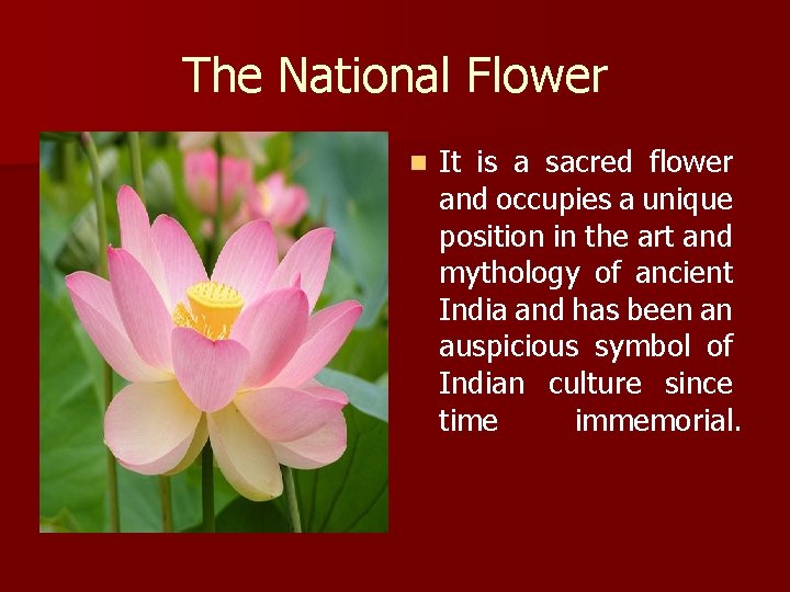 The National Flower n It is a sacred flower and occupies a unique position
