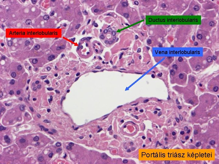 Ductus interlobularis Arteria interlobularis Vena interlobularis Portális triász képletei 