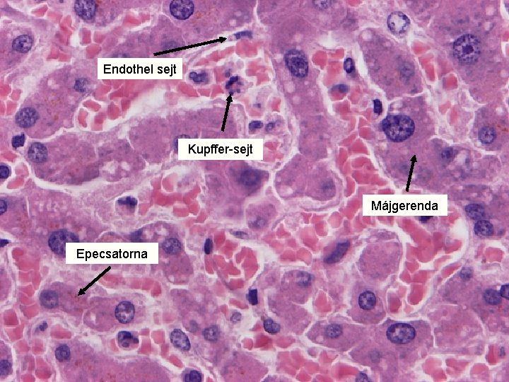 Endothel sejt Kupffer-sejt Májgerenda Epecsatorna 