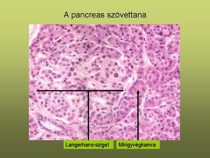 A pancreas szövettana Langerhans-sziget Mirigyvégkamra 