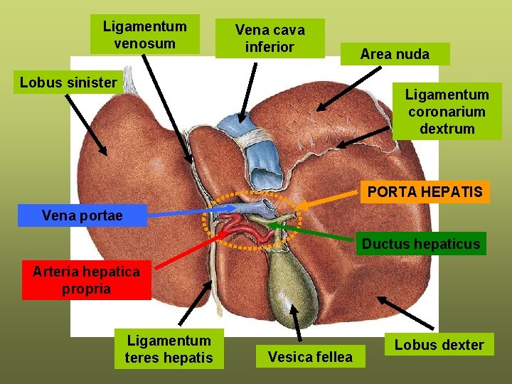 Ligamentum venosum Vena cava inferior Lobus sinister Area nuda Ligamentum coronarium dextrum PORTA HEPATIS