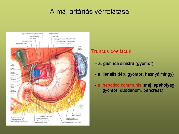 A máj artáriás vérrelátása Truncus coeliacus - a. gastrica sinistra (gyomor) - a. lienalis