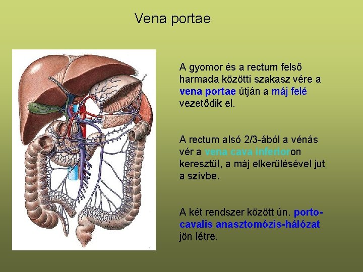Vena portae A gyomor és a rectum felső harmada közötti szakasz vére a vena