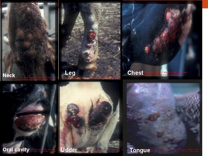 Neck Oral cavity Leg Udder Chest Tongue 