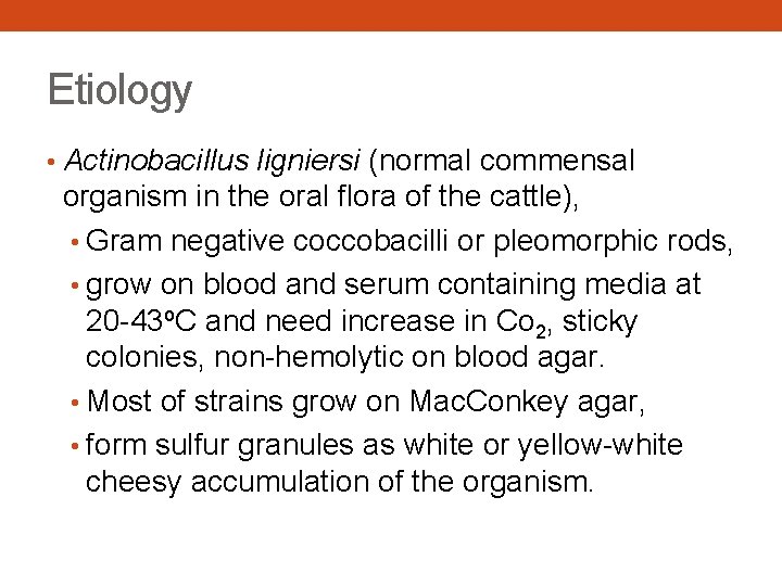 Etiology • Actinobacillus ligniersi (normal commensal organism in the oral flora of the cattle),
