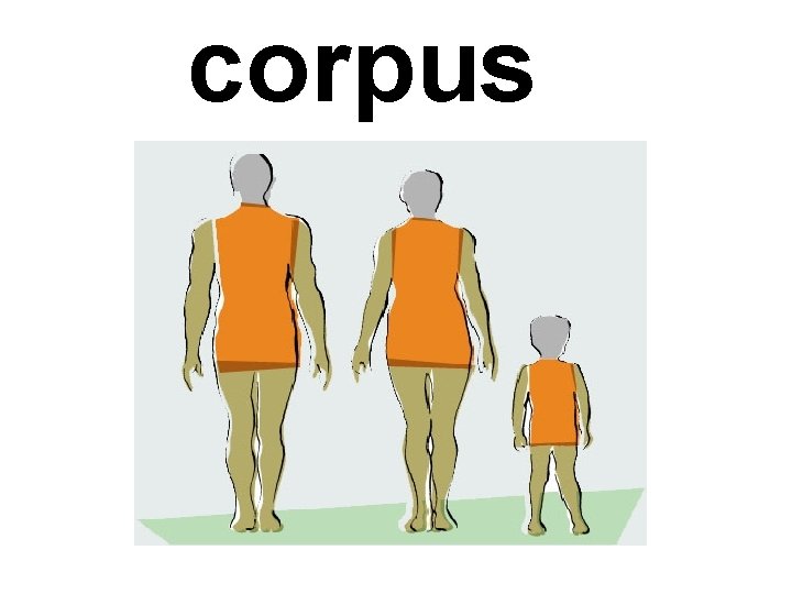 corpus 