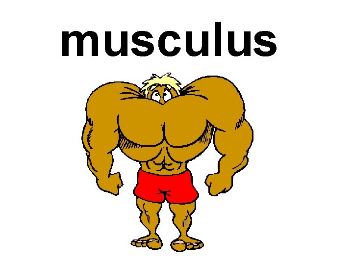 musculus 