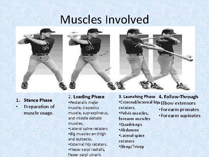 Muscles Involved 1. Stance Phase • Preparation of muscle usage. 2. Loading Phase •