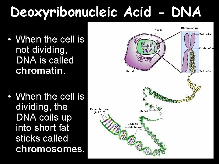 Deoxyribonucleic Acid - DNA • When the cell is not dividing, DNA is called