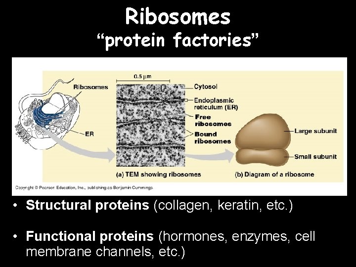 Ribosomes “protein factories” • Structural proteins (collagen, keratin, etc. ) • Functional proteins (hormones,