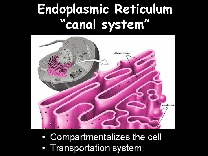 Endoplasmic Reticulum “canal system” • Compartmentalizes the cell • Transportation system 
