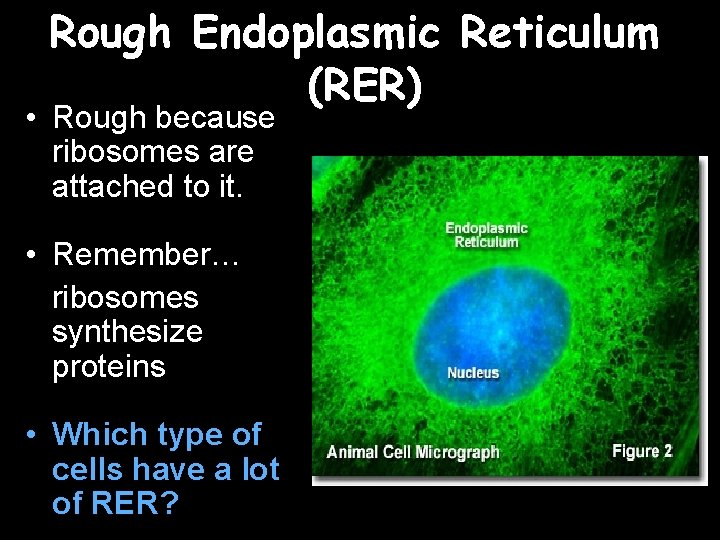 Rough Endoplasmic Reticulum (RER) • Rough because ribosomes are attached to it. • Remember…