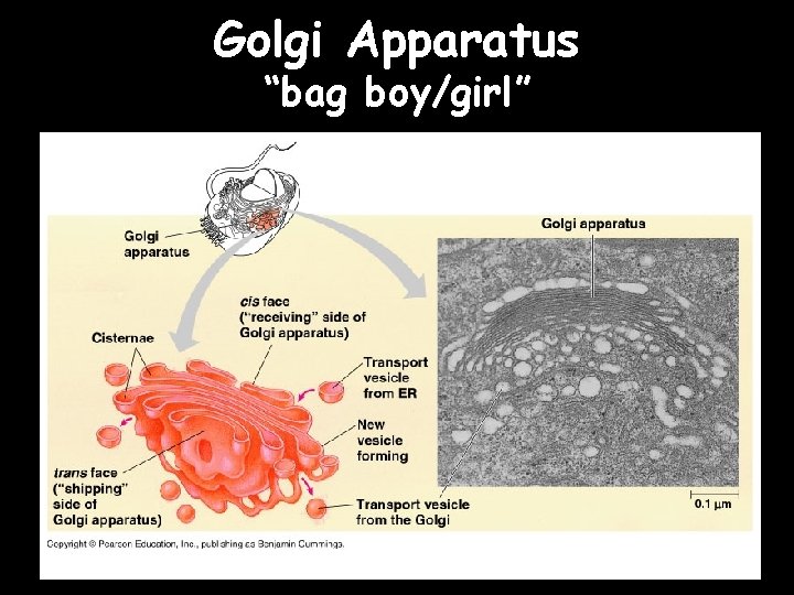 Golgi Apparatus “bag boy/girl” 