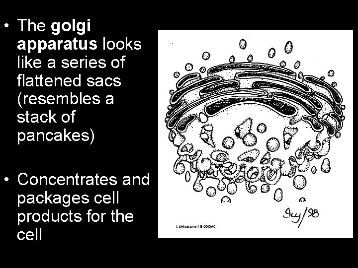  • The golgi apparatus looks like a series of flattened sacs (resembles a