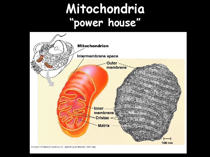 Mitochondria “power house” 