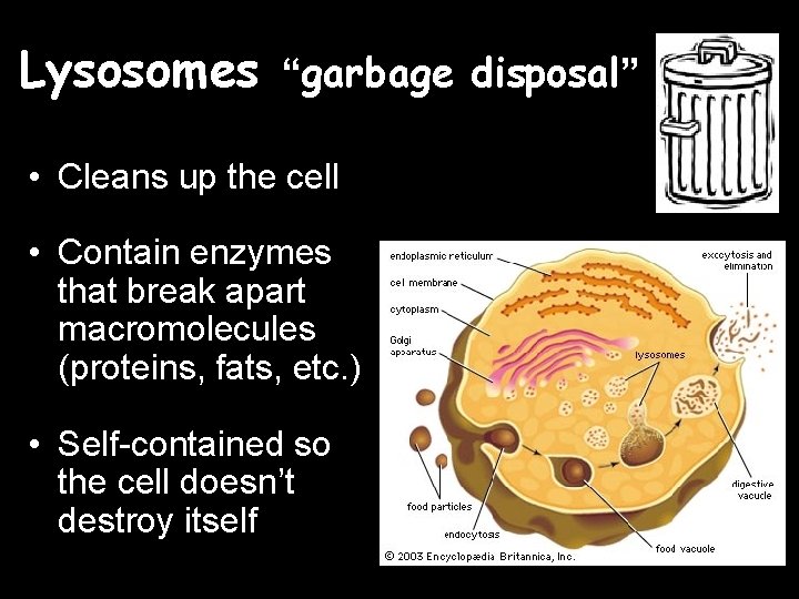 Lysosomes “garbage disposal” • Cleans up the cell • Contain enzymes that break apart